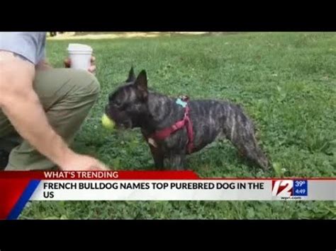 French bulldog ousts Labrador retriever to become top U.S. dog breed